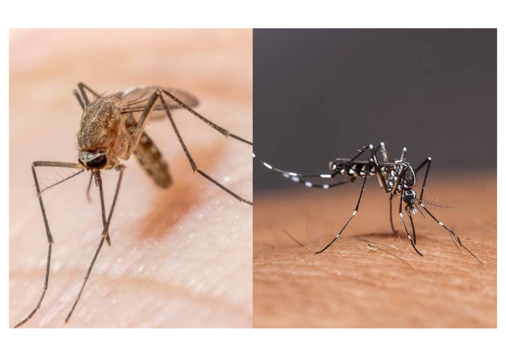 Apa Bedanya Malaria DBD