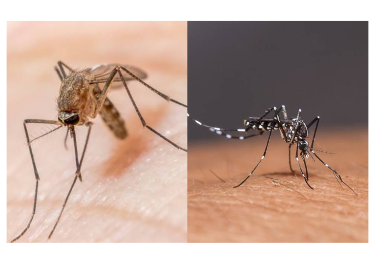 Apa Bedanya Malaria DBD
