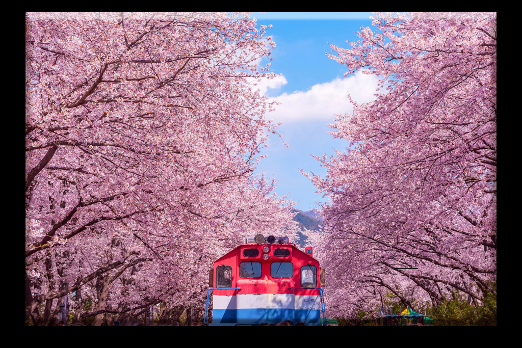 Festival Cherry Blossom