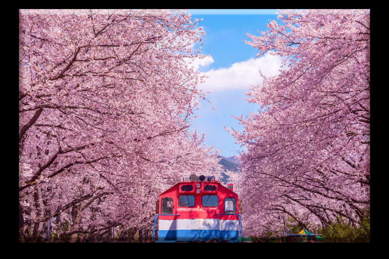 Festival Cherry Blossom