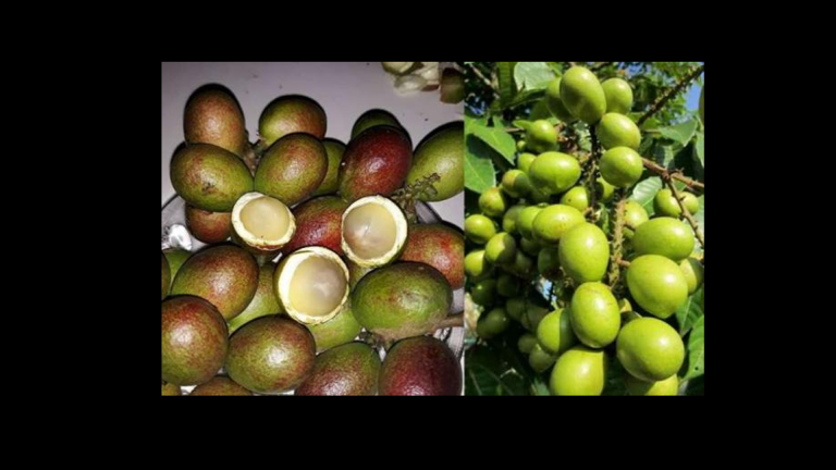 Buah matoa