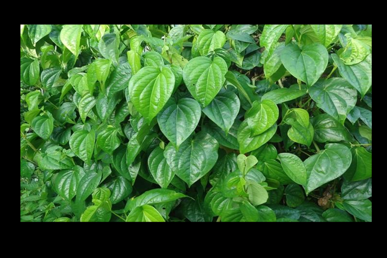 Manfaat Daun Sirih