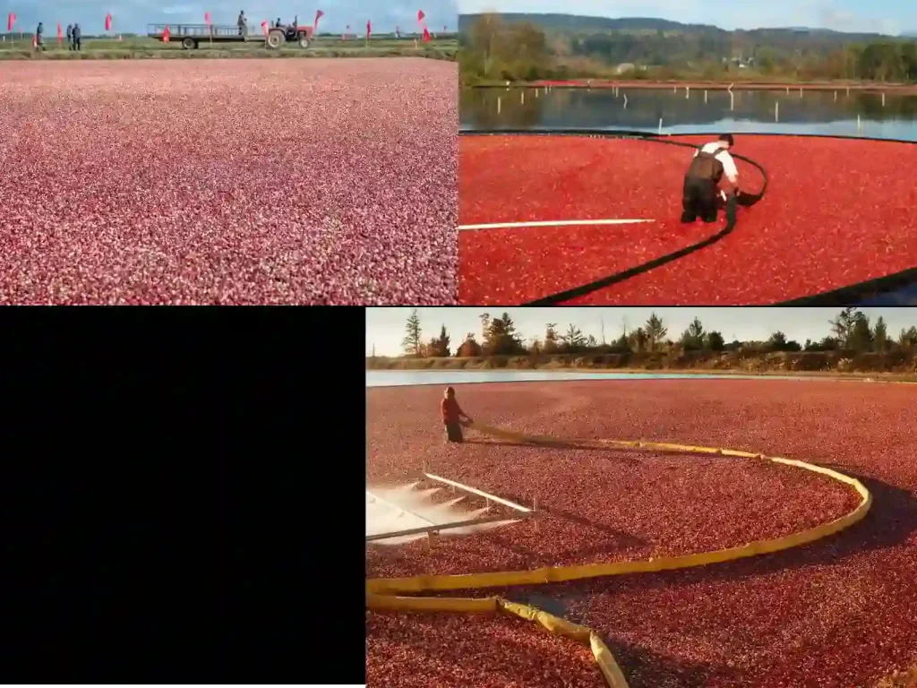 Metode Panen Cranberry